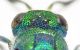 Criside-Kalogria-back-2.jpg