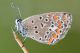 Plebejus-agestis.jpg