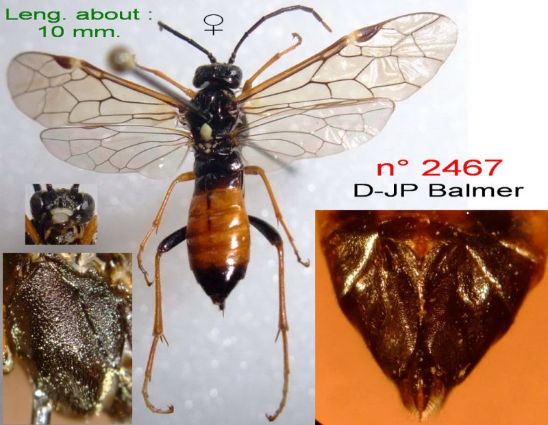 n° 2467 F - face + Mesepisternum + dos + tergite 8 - Forum.jpg