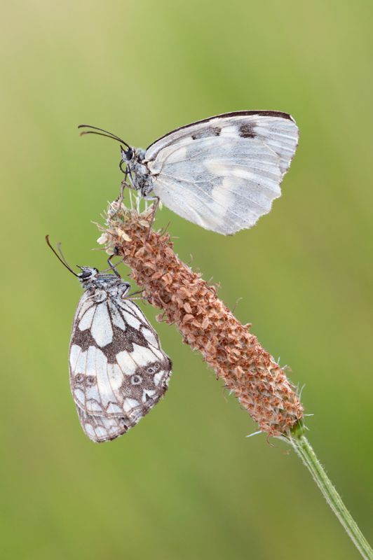 Melanargia bipack.jpg