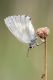 Melanargia-bianca.jpg