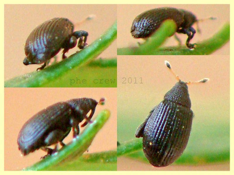 probabile Ramphus sp.  2 mm. su eucalipto - Anzio 8.6.2011.JPG