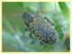 probabile Rhinocyllus sp. su cardo (2).JPG