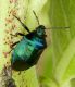 Zicrona caerulea lg.6,5 mm.- Venezia San Nicolo - 01 Luglio 2011_02.jpg