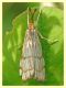 probabile Chrysocrambus craterellus (2).JPG