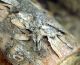 Pogonocherus decoratus_allevamenti 054.jpg