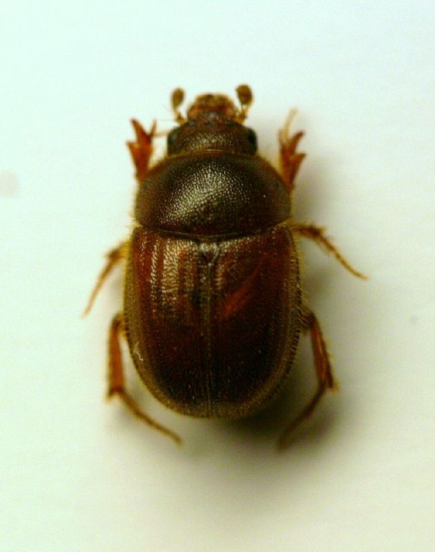 a Ochodaeus a02.JPG