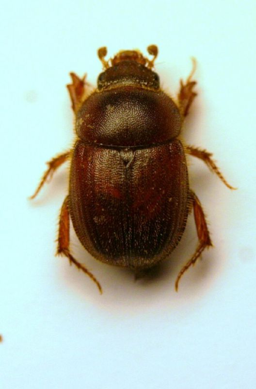 a Ochodaeus a03.JPG