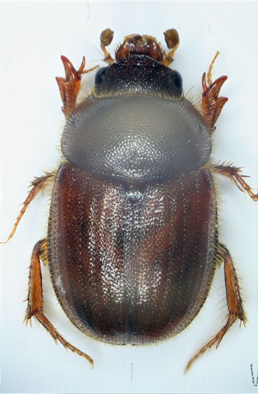 a Ochodaeus01b.JPG