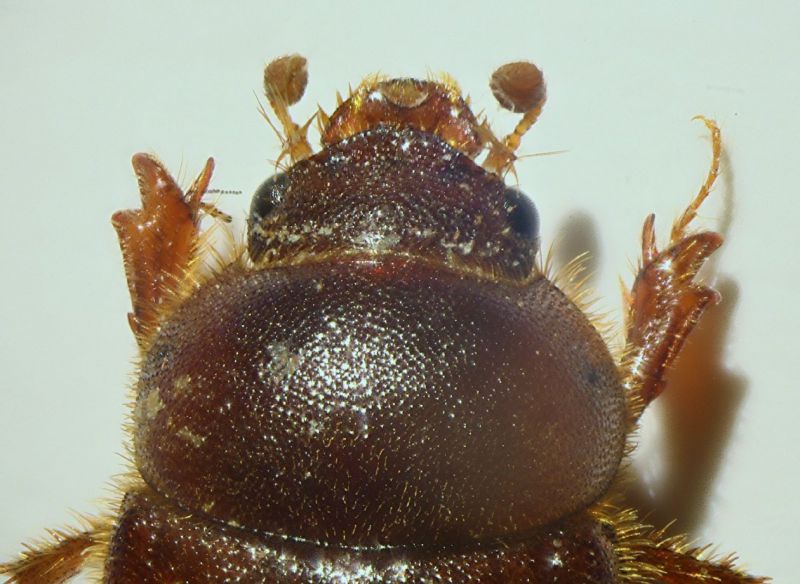 a Ochodaeus01c.JPG