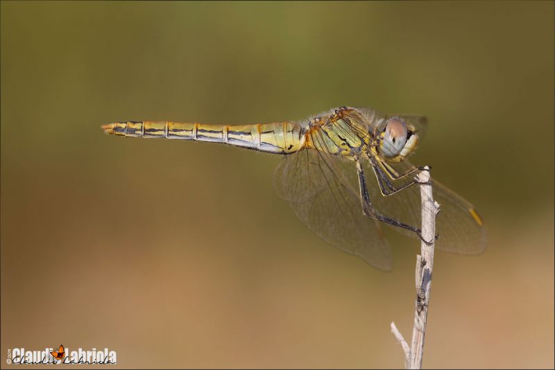 Sympetrum_fonscolombii_F_6746.jpg