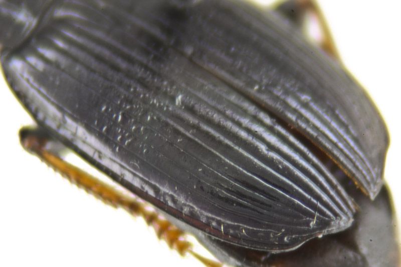 Harpalus sulphuripes 11.jpg