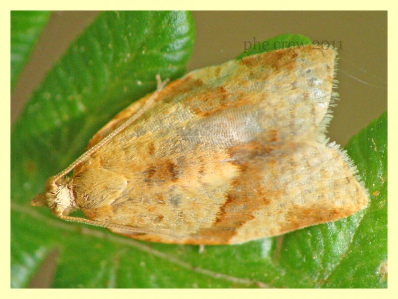 Tortricidae Anzio 4.6.2011.JPG