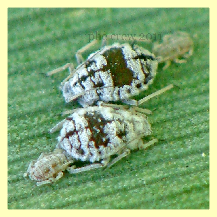 su arundo donax (4) Anzio 8.6.2011.JPG