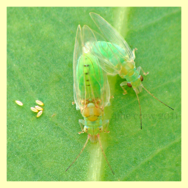 su eucalipto (2) Anzio 8.6.2011.JPG