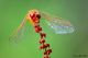 crocothemis_erythraea_240611_2.jpg