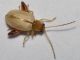 Chrysomelidae - Alticinae - 3 mm -20110702_135.jpg