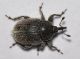 Curculionidae - 3 mm -20110702_104.jpg