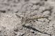 DSC_2030pbase.jpg