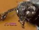 n° 2989 Corynis obscura F - face.jpg