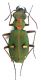 Cicindela cfr campestris_Ovacik_Turchia_pre parati 005.jpg