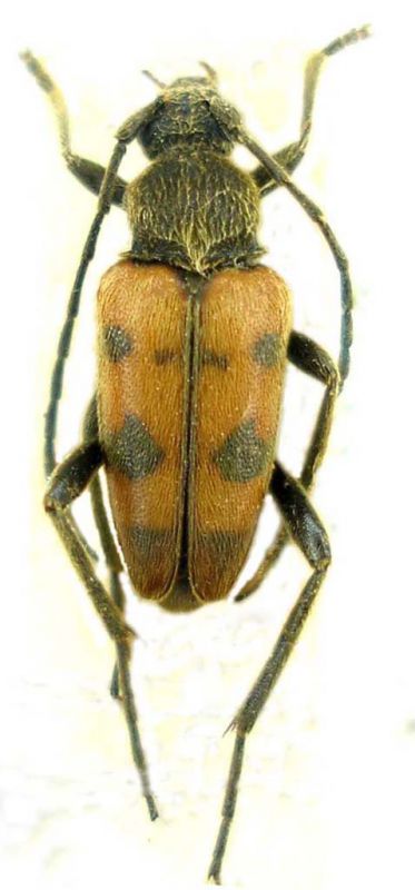 Pachytodes erraticus_male_Friuli_Ciallapreparati 018.jpg