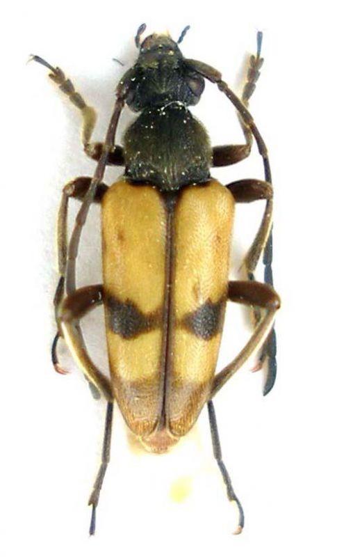 Pachytodes erraticus_male_Italia_Basilicata_Accettura 021.jpg