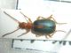 Brachinus sclopeta 29-IX-09 Vallemaino.jpg