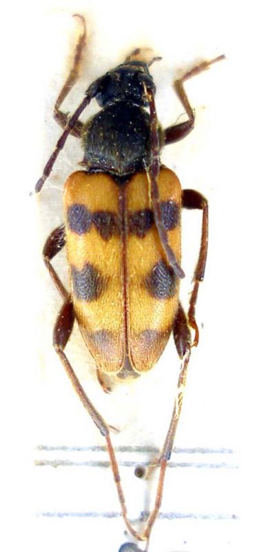 Pachytodes erraticus_male_Italia_Muraglione_019.jpg