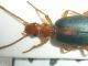 Brachinus sclopeta 29-IX-09 Vallemaino (1).jpg
