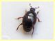 probabile Chalcionellus sp. meno di 3 mm. (2).JPG