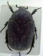 cetonia 4.jpg