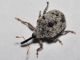 Curculionidae - Cionus sp - 4 mm -20110706_170.jpg