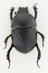 geotrupidae 1.jpg
