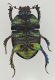geotrupidae 2.jpg