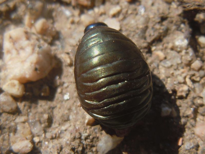 Timarcha capo Testa larva.JPG