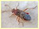 Rhopalidae (1).JPG