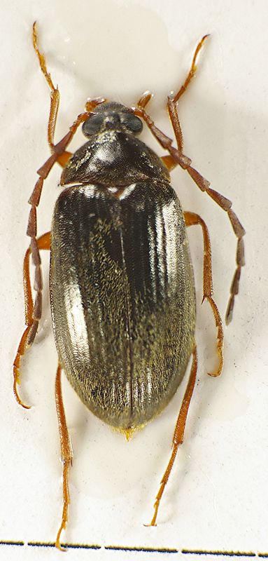 Hymenalia rufipes (Fabricius, 1792) - Tenebrionidae Alleculinae.jpg