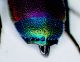 margine analerid.jpg