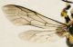 Hymenoptera2.jpg