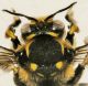 Hymenoptera3.jpg