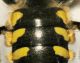 Hymenoptera4.jpg