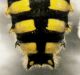 Hymenoptera5.jpg