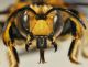 Hymenoptera6.jpg
