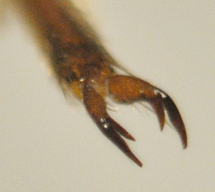 Hymenoptera8.jpg