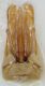 capsula genitalerid.jpg