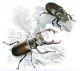 Lucanus cervus small.jpg