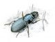 Acinopus ammophilus small.jpg