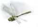 Cordulia aenea small.jpg
