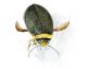 Graphoderus bilineatus small.jpg